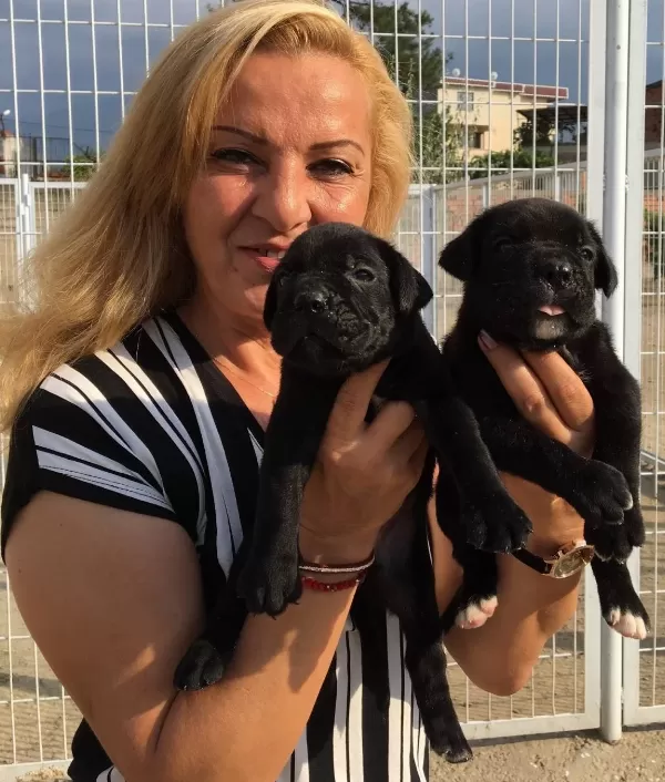Alan Koruması Yüksek Muhteşem Cane Corso Yavrularımız