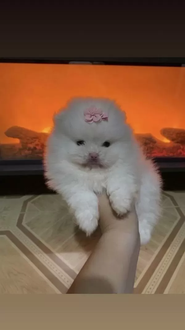 Pomeranian Boo Mikro Mini Boy Dişi