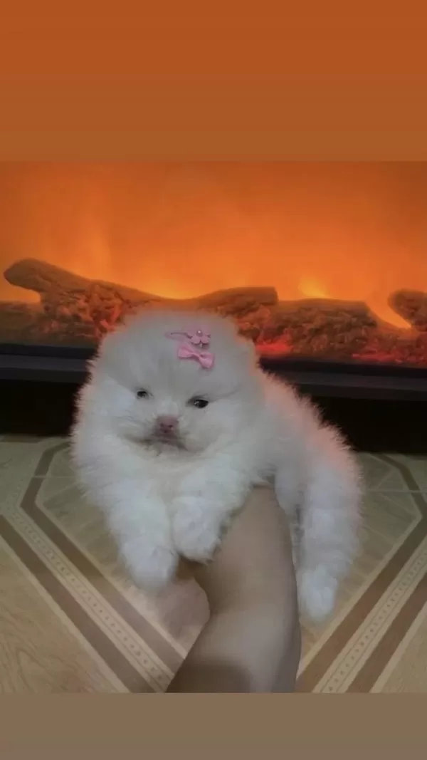 Pomeranian Boo Mikro Mini Boy Dişi