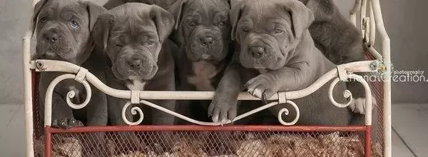 Üst Kali̇te Cane Corsa Yavrular