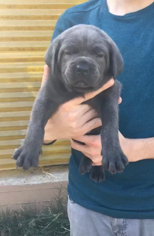 Üst Kali̇te Cane Corsa Yavrular