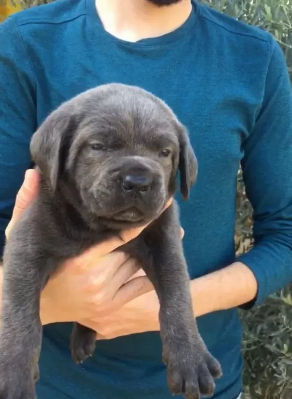 Üst Kali̇te Cane Corsa Yavrular