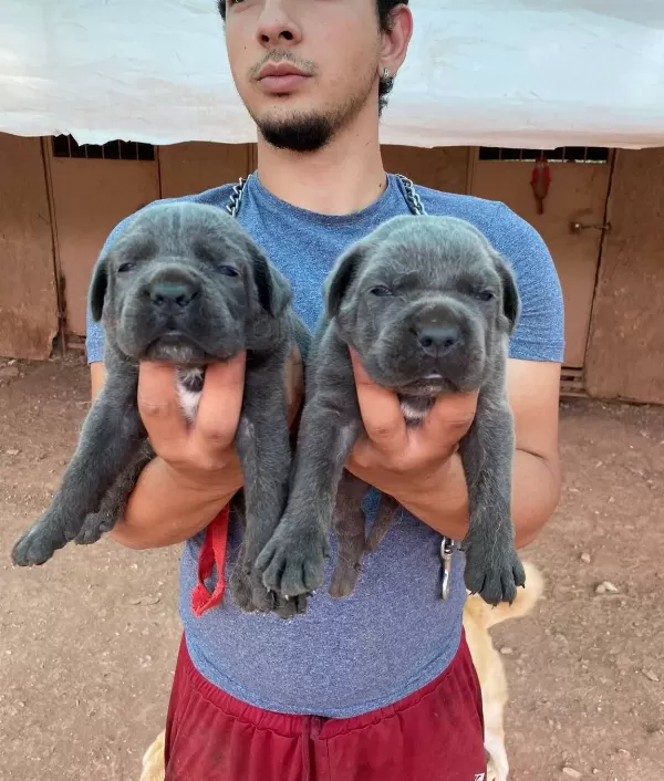 Üst Kali̇te Cane Corsa Yavrular