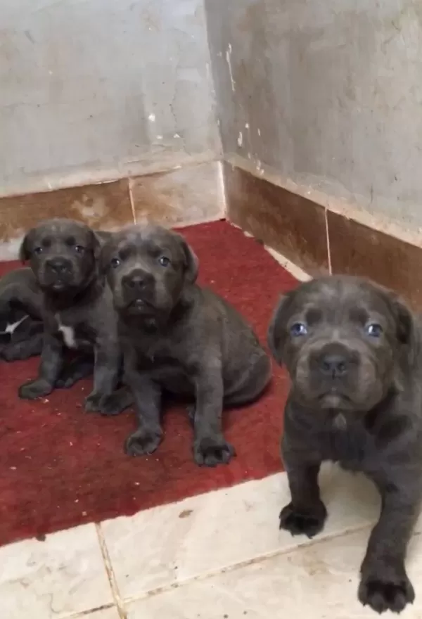 Üst Kali̇te Cane Corsa Yavrular