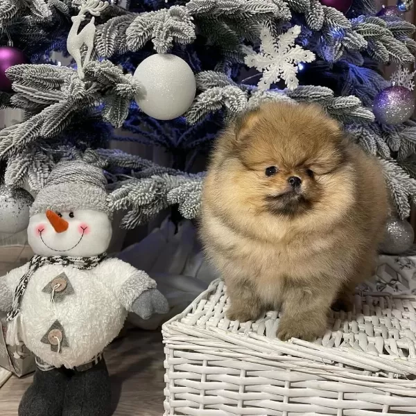Pomeranian Boo Yavrulari