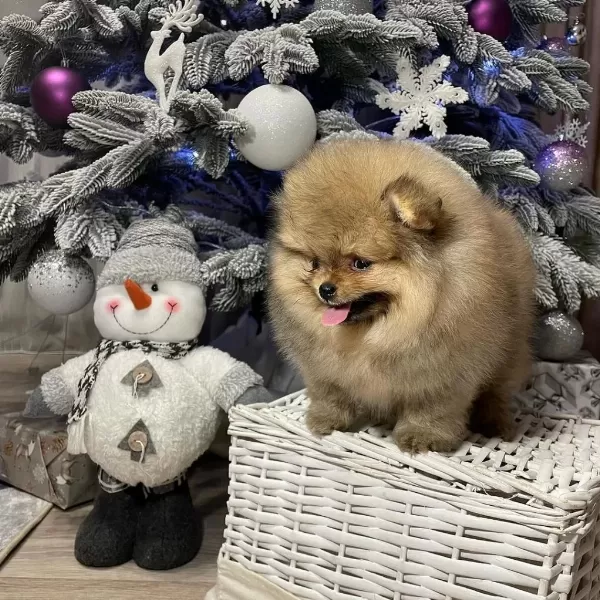 Pomeranian Boo Yavrulari