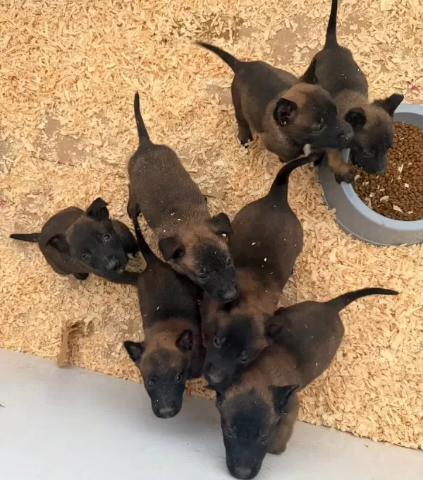 Eği̇ti̇m Merkezi̇nden Yarişma Sinav Köpekleri̇