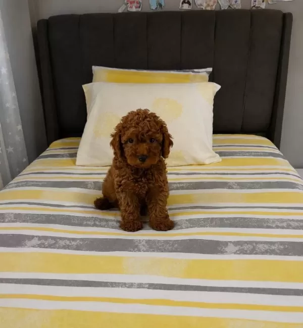Orjinal Garantili Ev Üretimi Toy Poodle