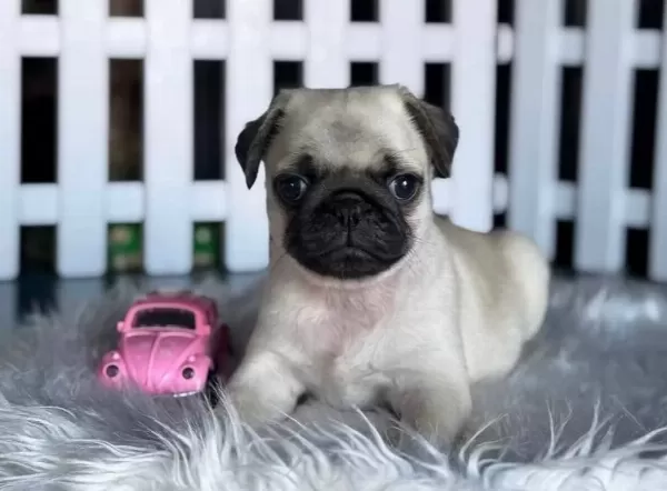 Eği̇ti̇mli̇ Pug Yavrular