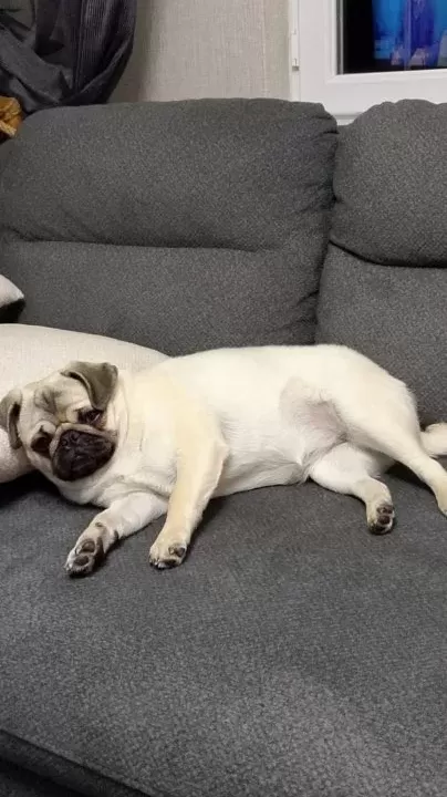 Orjinal Pug Gül Kuyruk