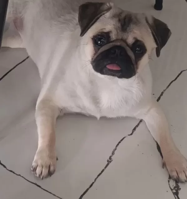 Orjinal Pug Gül Kuyruk