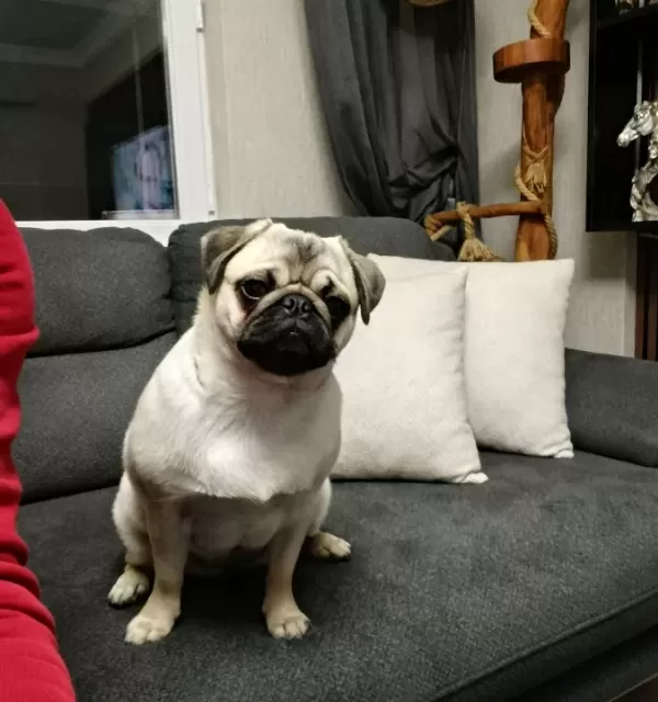 Orjinal Pug Gül Kuyruk