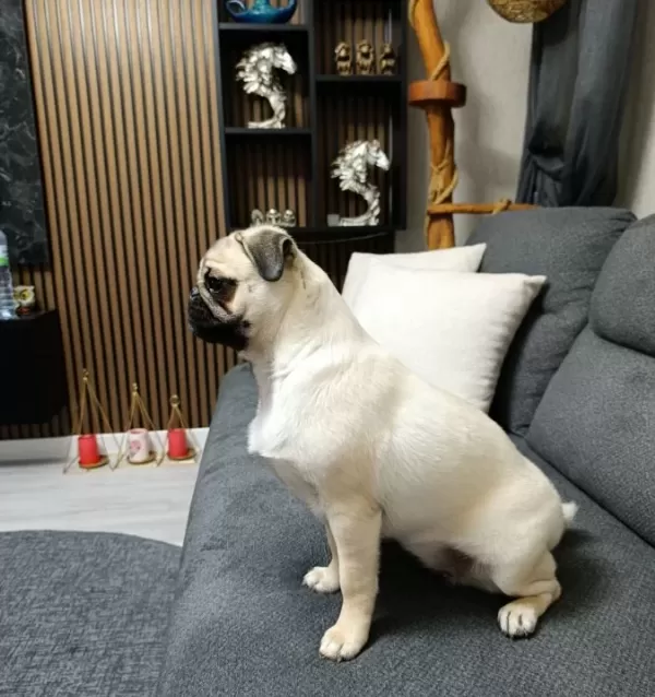 Orjinal Pug Gül Kuyruk
