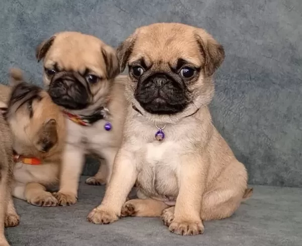 Mi Cro Boy Pug Yavrular Irk Ve Sağlik Garanti Li Mağazadan