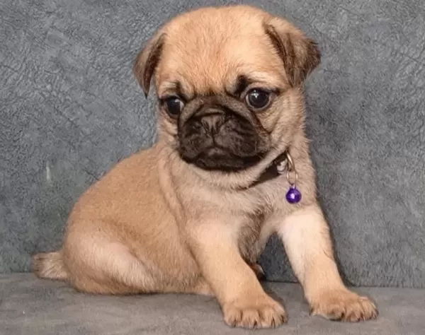 Mi Cro Boy Pug Yavrular Irk Ve Sağlik Garanti Li Mağazadan