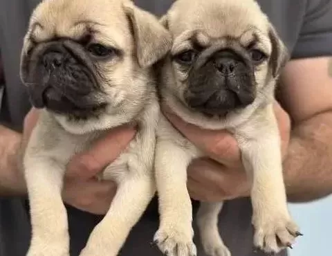 A Kalite Safkan Pug Mops Bebekler