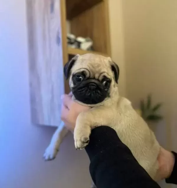 A Kalite Safkan Pug Mops Bebekler
