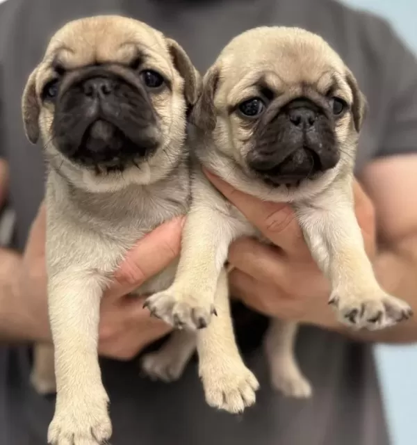 A Kalite Safkan Pug Mops Bebekler