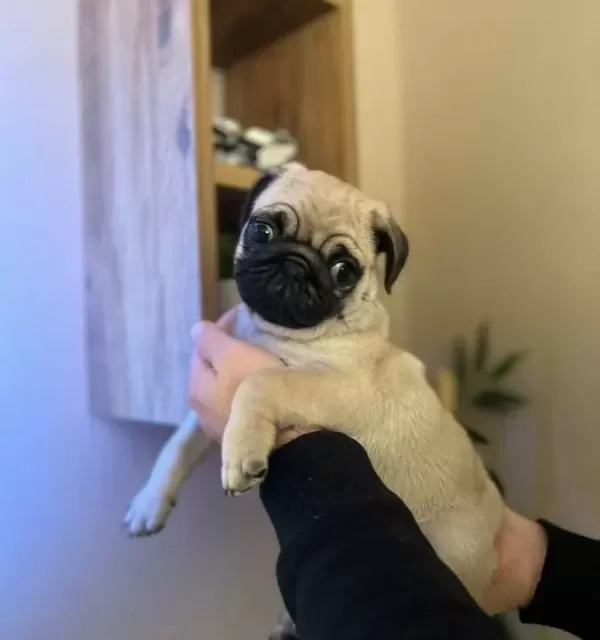 A Kalite Safkan Pug Mops Bebekler