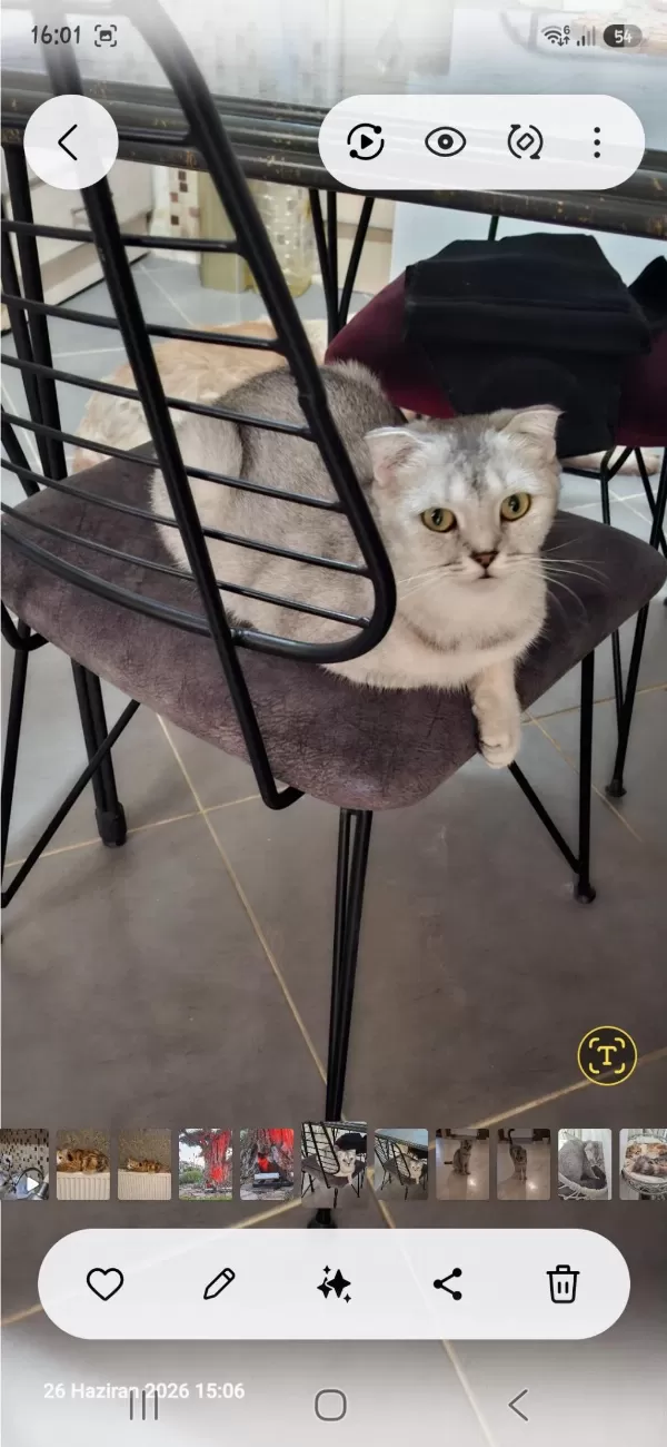 Çok Cana Yakın Scottish Fold Kedisi