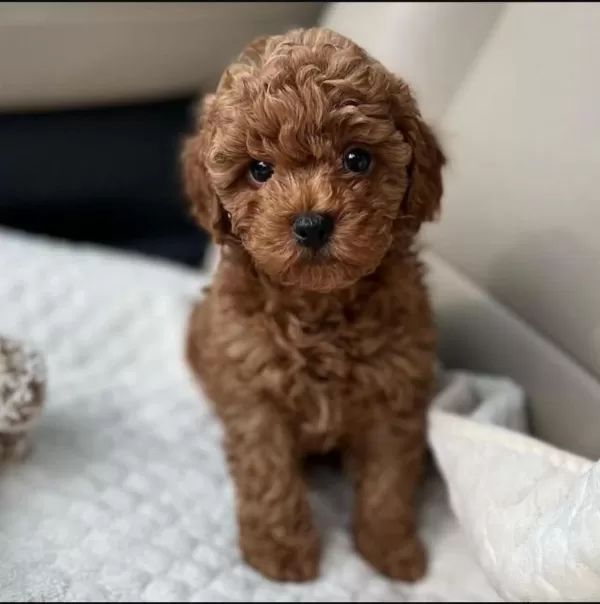 Garantili Toy Poodle Orjinal