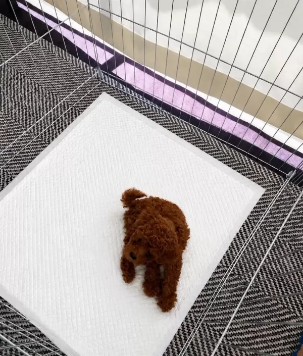 İzmir De Orjinal Toy Poodle Garantili