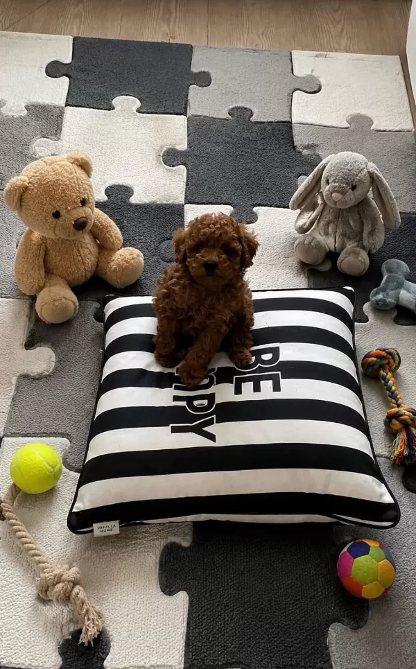 Garantili Toy Poodle Ev Üretimi Orjinal