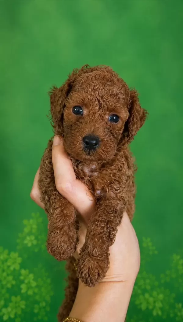 Orijinal Ev Üretimi Toy Poodle