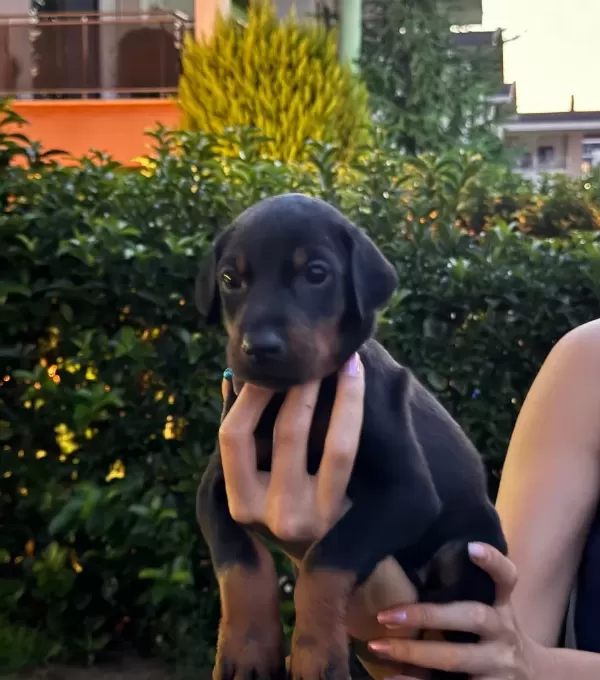 Doberman Yavrularım