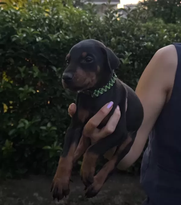 Doberman Yavrularım