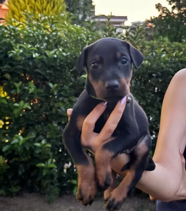 Doberman Yavrularım