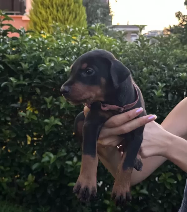 Doberman Yavrularım