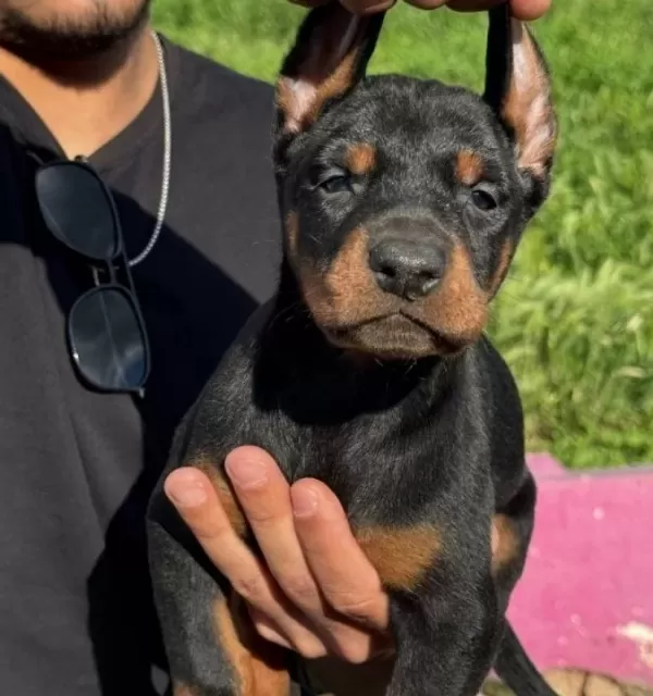 Ki̇ng Doberman Yavrular