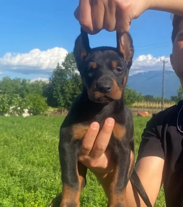 Ki̇ng Doberman Yavrular