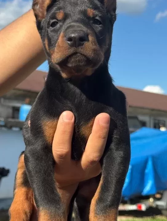 Ki̇ng Doberman Yavrular