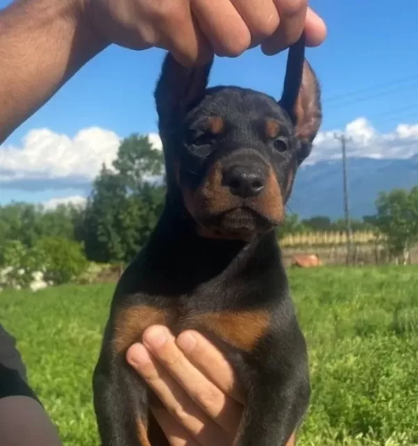 Ki̇ng Doberman Yavrular