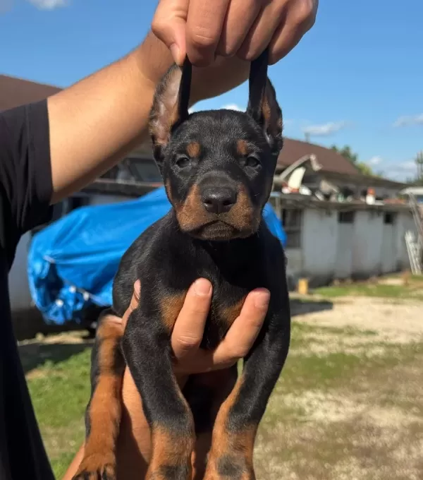 Ki̇ng Doberman Yavrular
