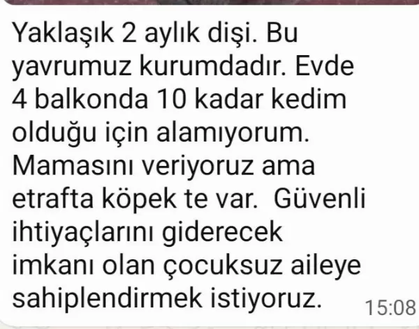 Çok Uysal Akıllı Bir Kedidir