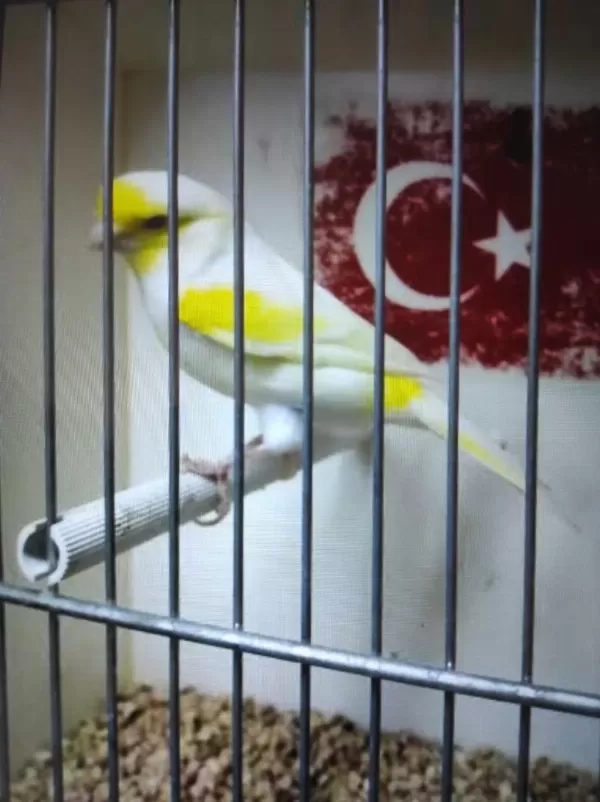 Sarı Almozaik Kanaryalar