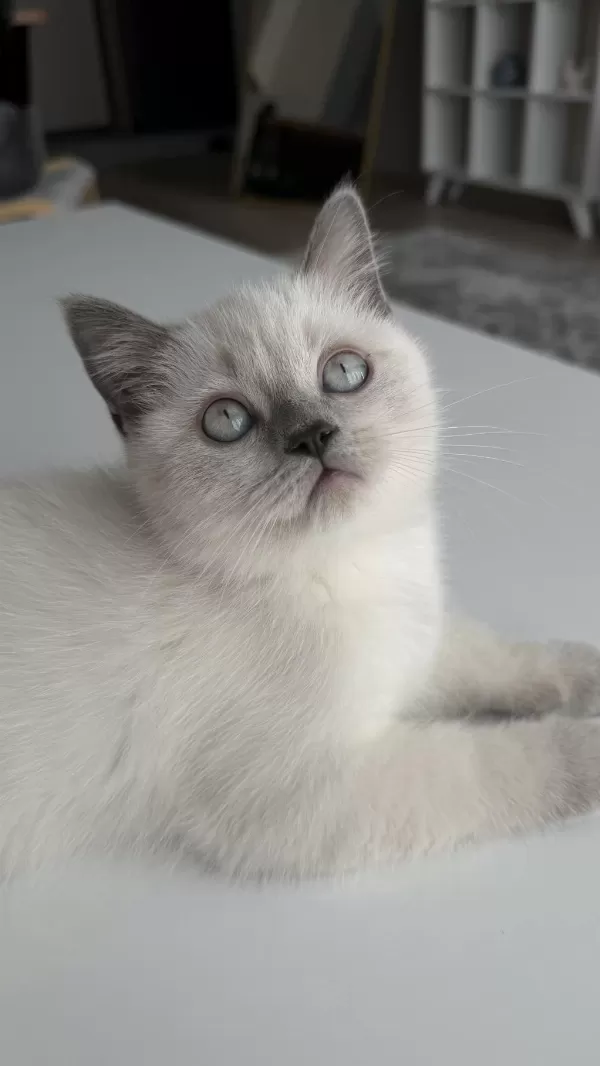 British Shorthair 2,5 Aylık Safkan Yavrumuz