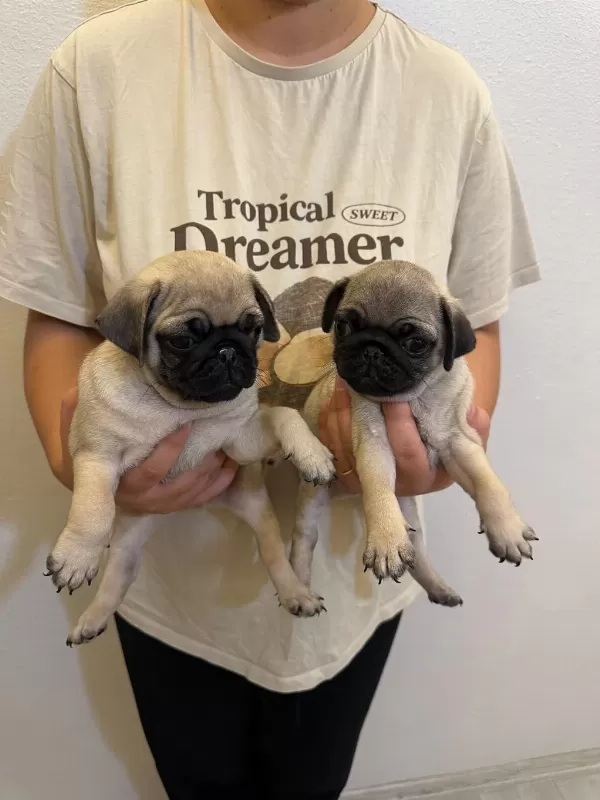 Sıfır Burun Gül Kuyruk Pug Mops