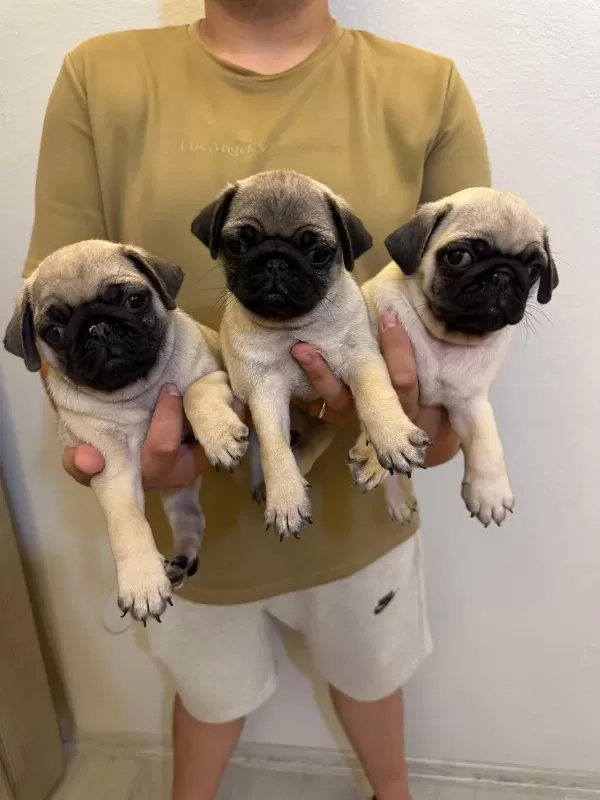 Sıfır Burun Gül Kuyruk Pug Mops