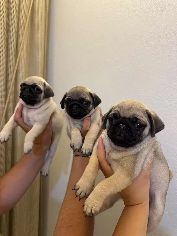 Sıfır Burun Gül Kuyruk Pug Mops