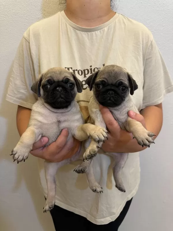 Sıfır Burun Gül Kuyruk Pug Mops