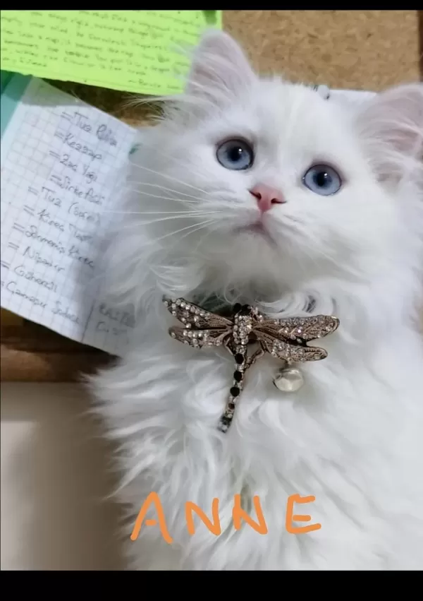 Scottish Fold Ve Straight Longhair Yavrular