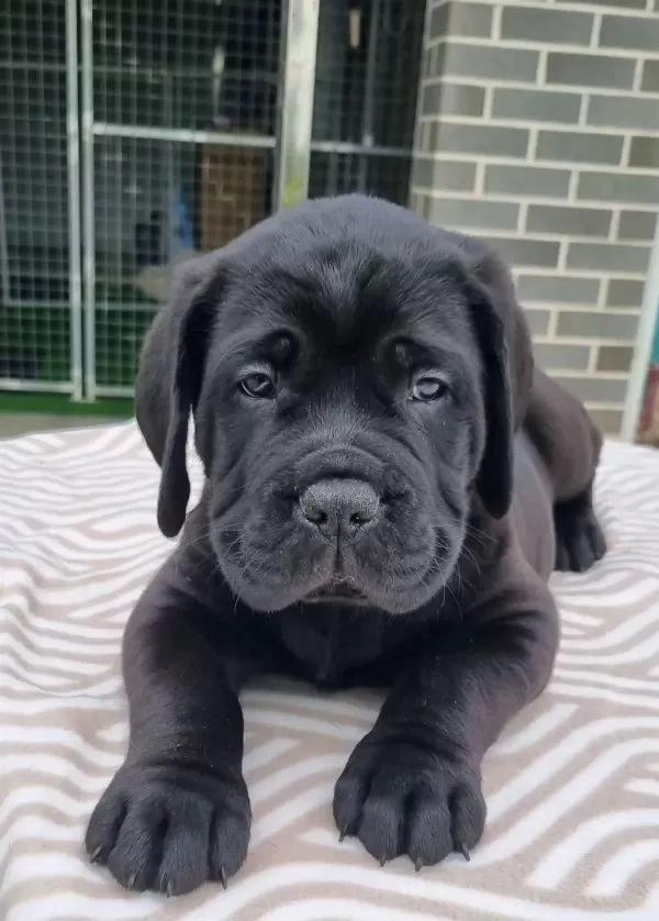 Dev Boy Cane Corso Yavruları Güçlü Ve İri Yapı