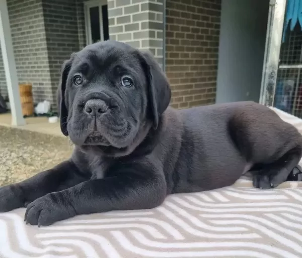 Dev Boy Cane Corso Yavruları Güçlü Ve İri Yapı