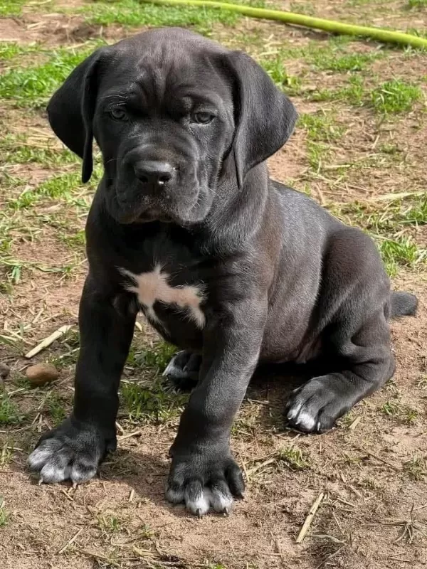 Dev Boy Cane Corso Yavruları Güçlü Ve İri Yapı