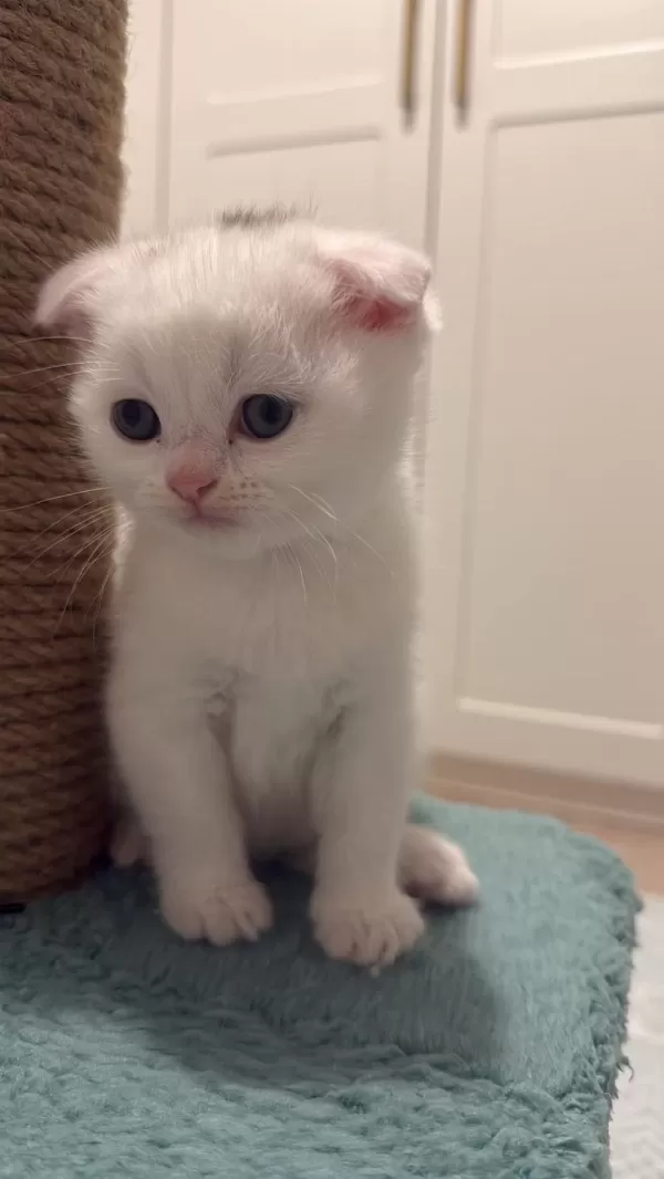 Çikolata Point Ve Beyaz British Shorthair