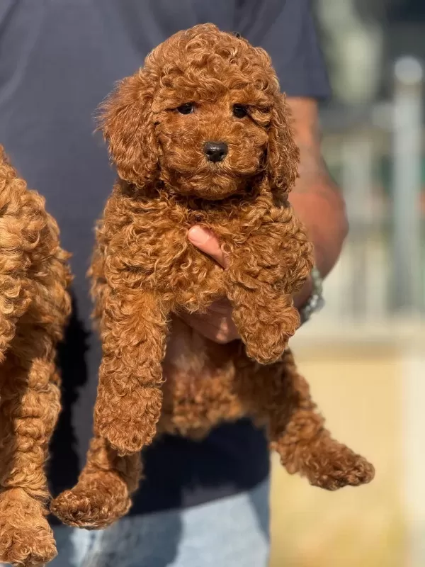 Petmode Köpek Çifttliğinde Ziyarete Açık Toy Poodle